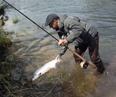 Jornada con 14 salmones en Asturias, repartidos por todos los ríos 